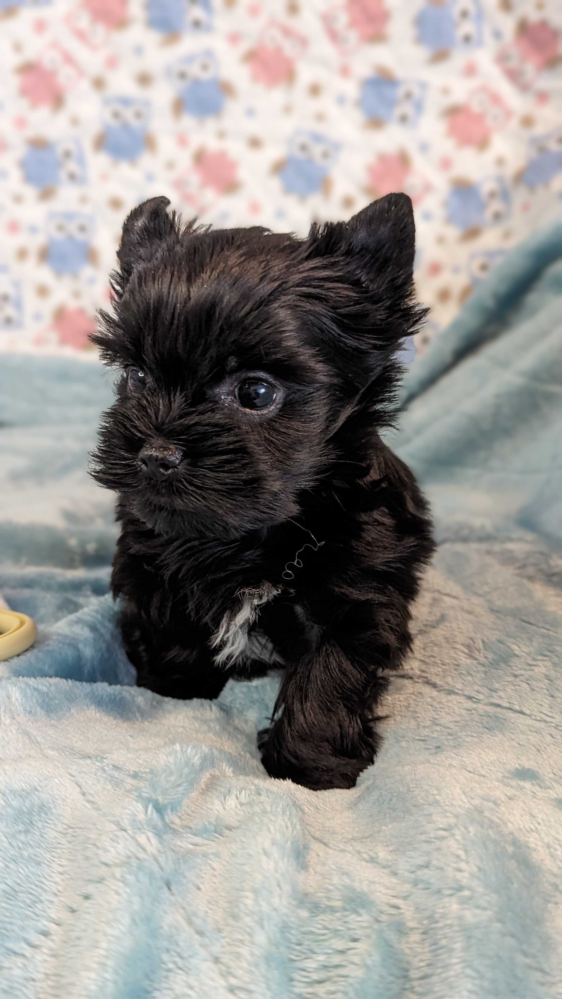 Sprzedam pieski Yorkshire terrier