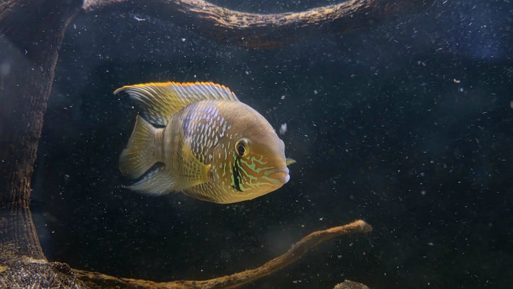 Oddam samca Akary pomarańczowopłetwej