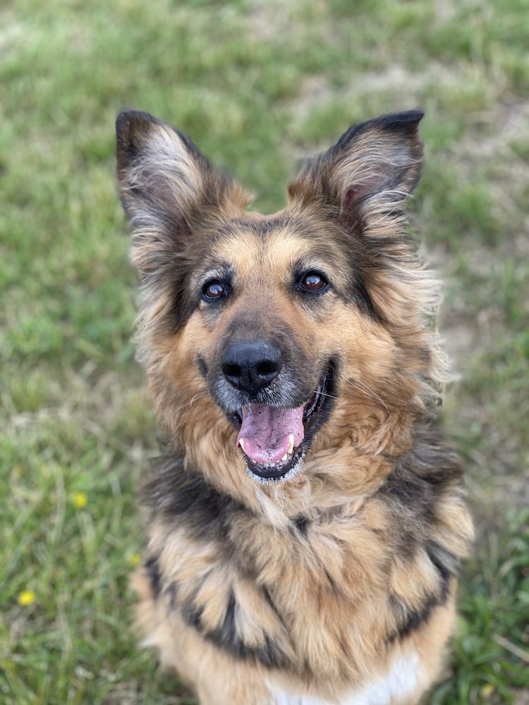 Ronia - sunia w typie owczarka niemieckiego do adopcji