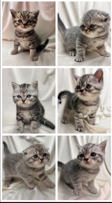 Шотландські кошенята