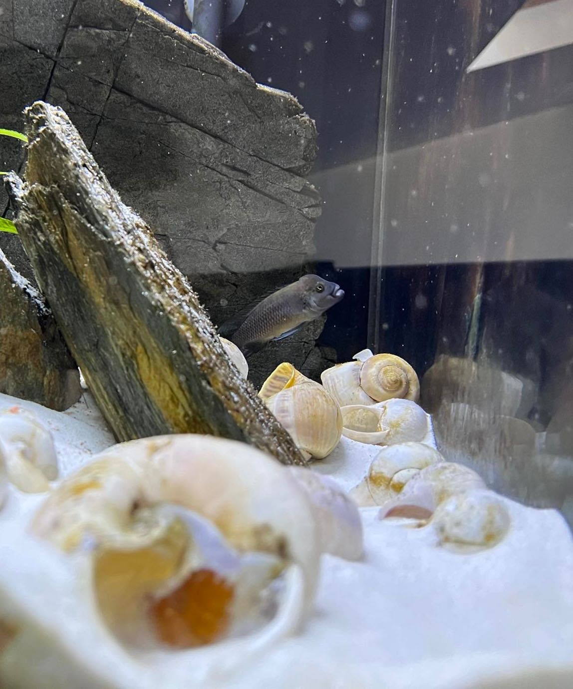 Telmatochromis temporalis shell Mpulungu - Muszlowce - Tanganika