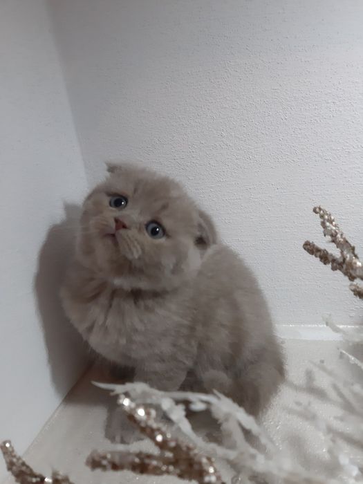 Кошенята британські