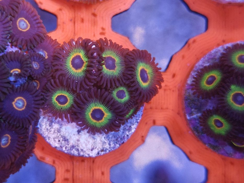 WWC Bob Marley Zoanthus, Corais de água salgada