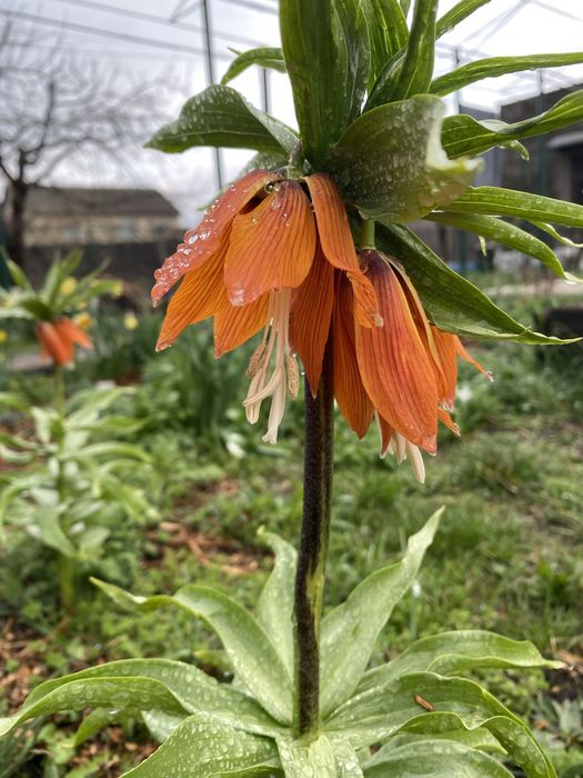 Покос травы, уборка территории, садовые работы