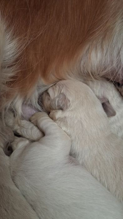 Золотистий ретрівер з документами