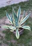Agave Americana Variegata wysokość 55 cm
