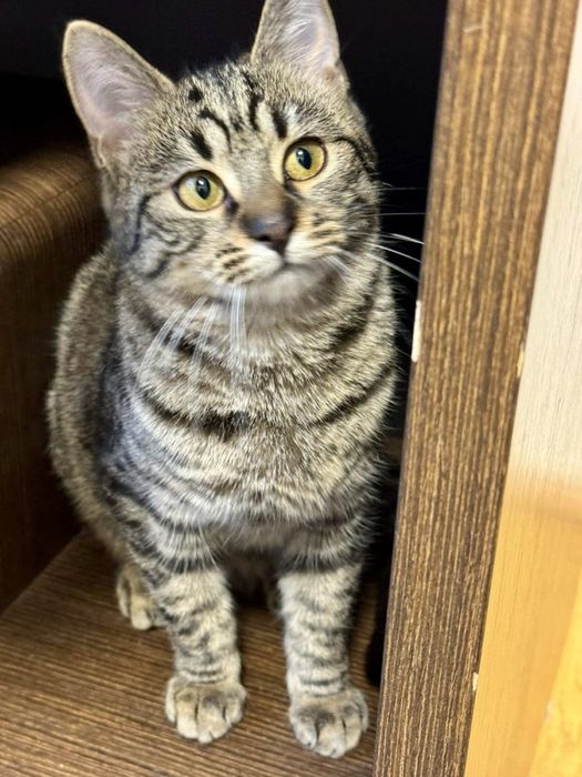 Кошенята,5 міс,оброблені від бліх,глистів,вакциновані,ходять на лоток