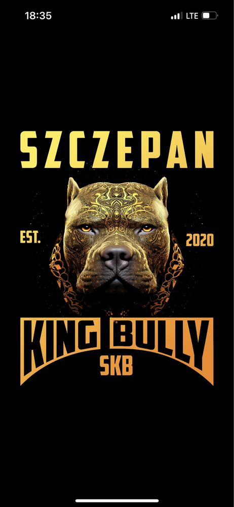 Sprzedam American Bully