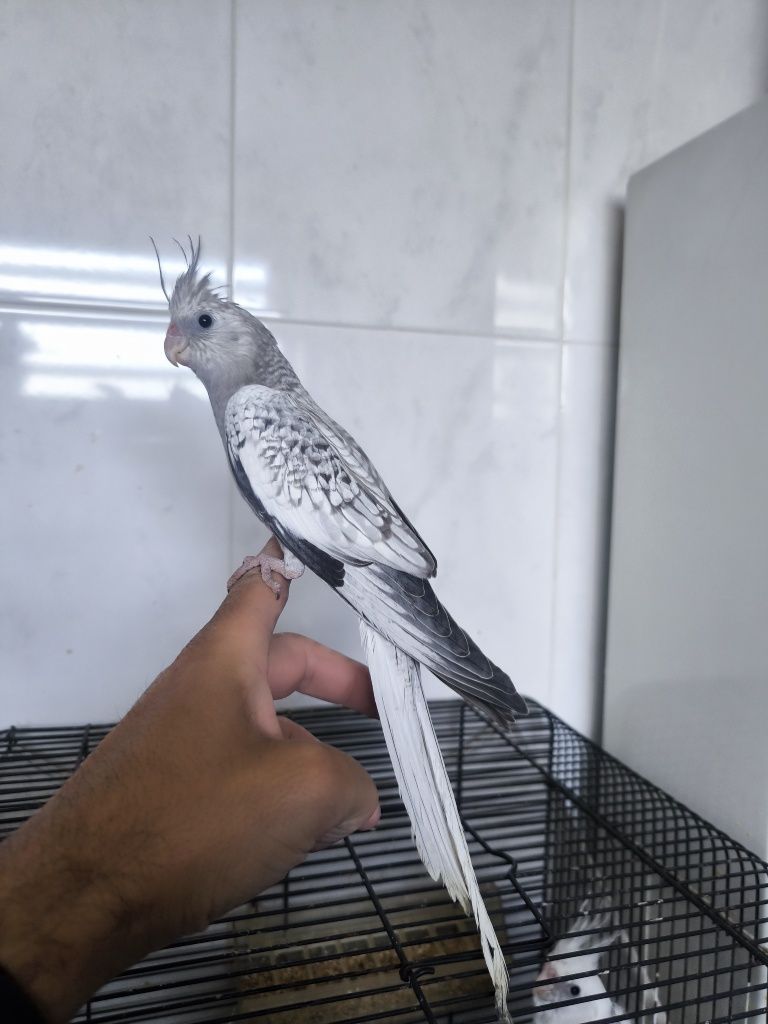 Caturras domesticadas