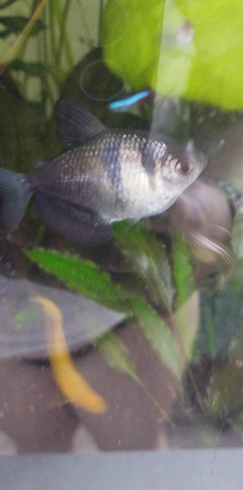 Oddam za darmo 1 żałobniczkę.