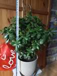 60cm- Grubosz, DUŻE drzewko szczęścia - Pięknie ROZGAŁĘZIONE