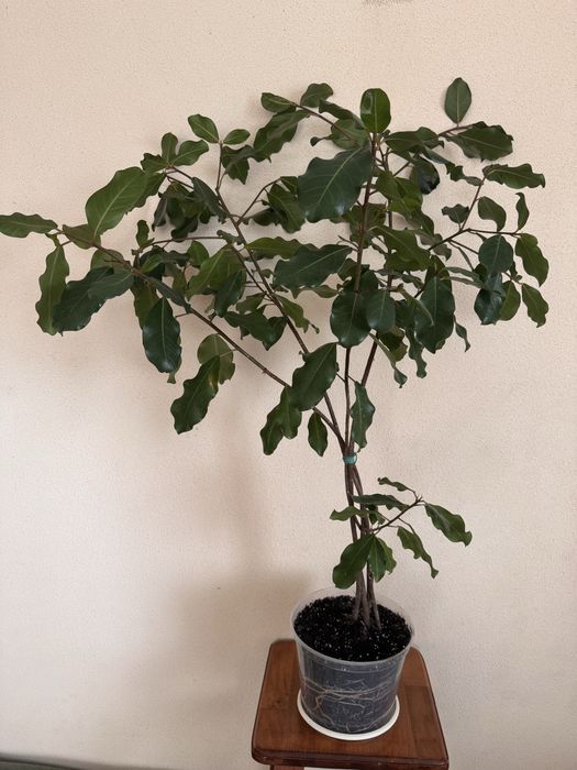 Фікус натальський дорослий