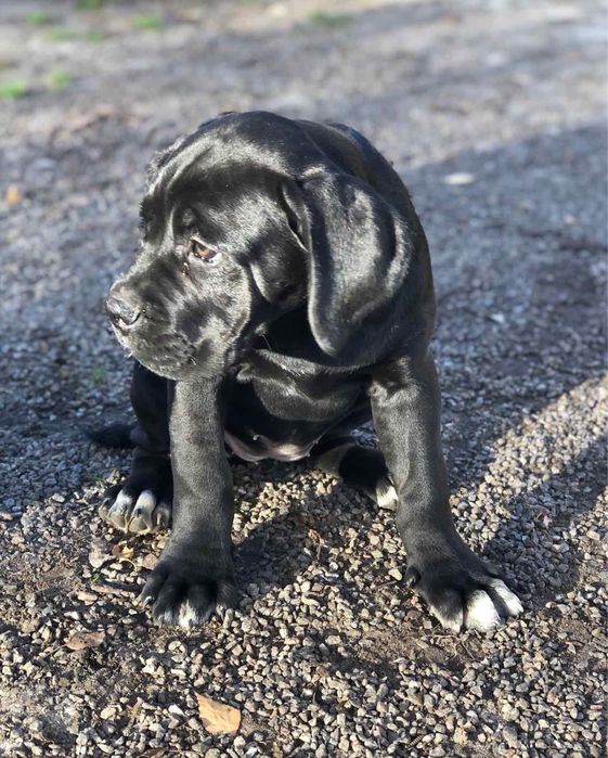 Є вибір Кане Корсо. Цуценята