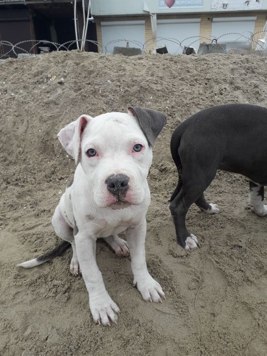 Щенок амстафф терьерер , питбуль с паспортом девочка большая красивая