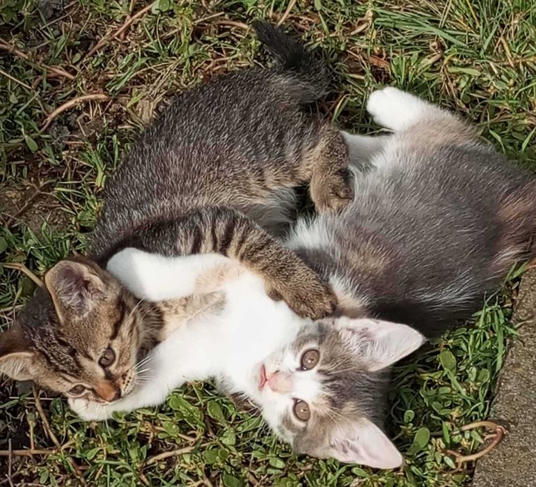 кошенятка 2,5 місяці