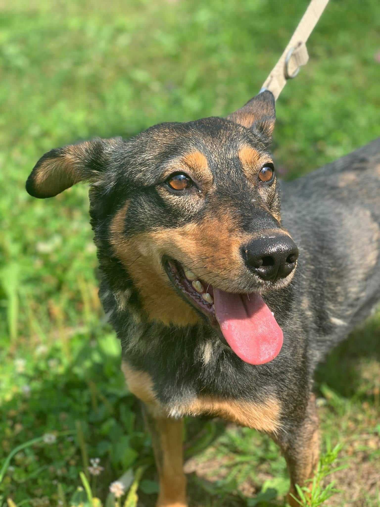 Romuś - wyjątkowy psiak szuka domu z doświadczeniem