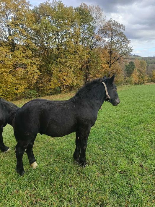 Ogierki zimnokrwiste