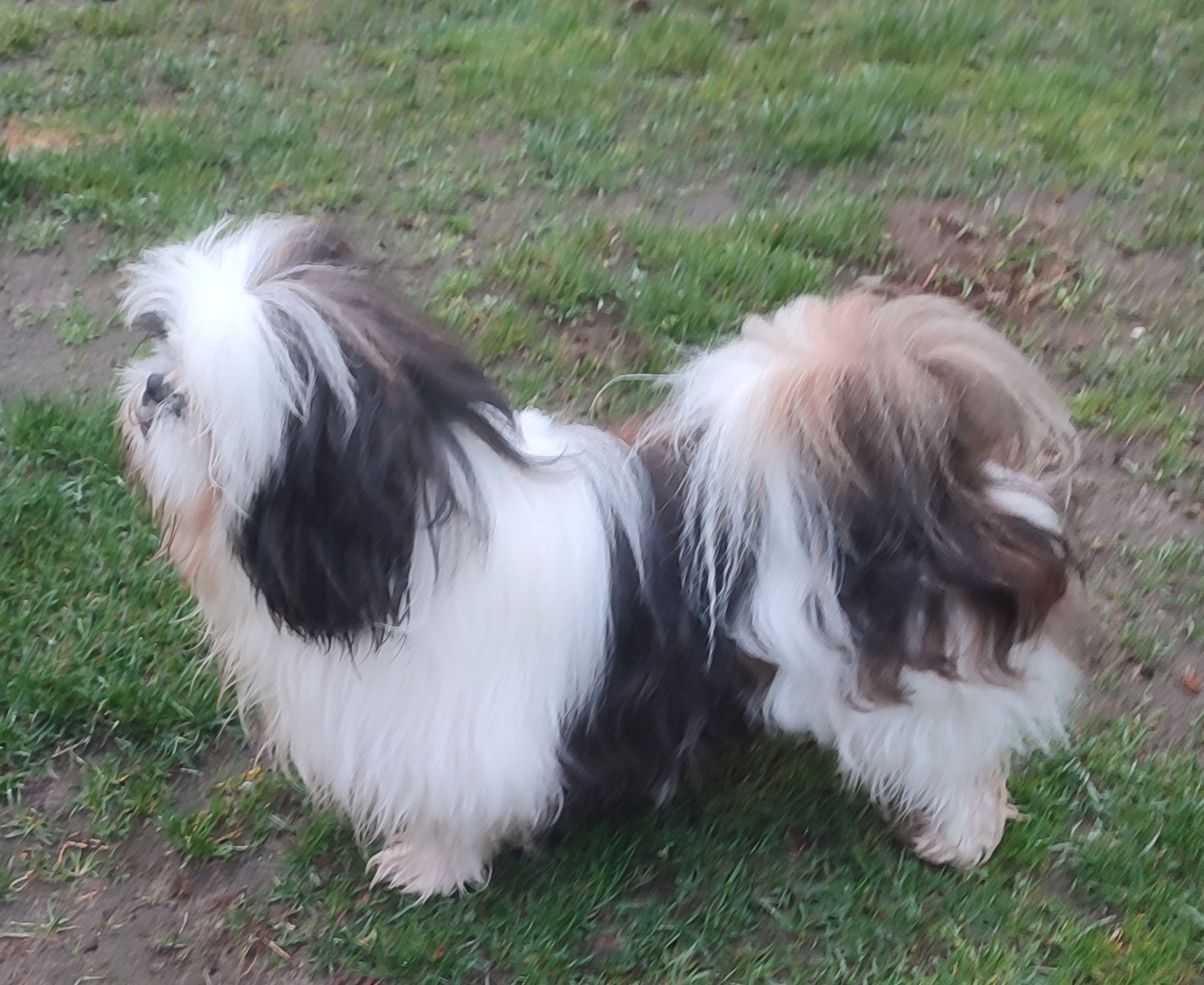 Piesek shihtzu przewaga bieli