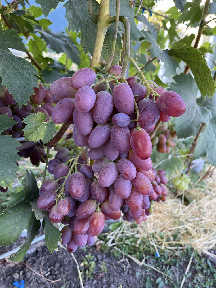 Продам виноград різних сортів