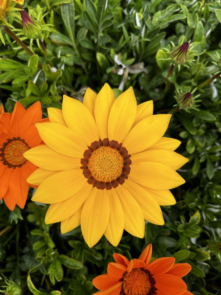 Gazania mix kolorów