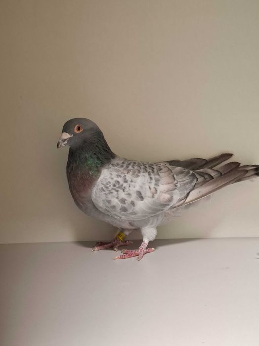 Gołąb pocztowy Opal , Braszko