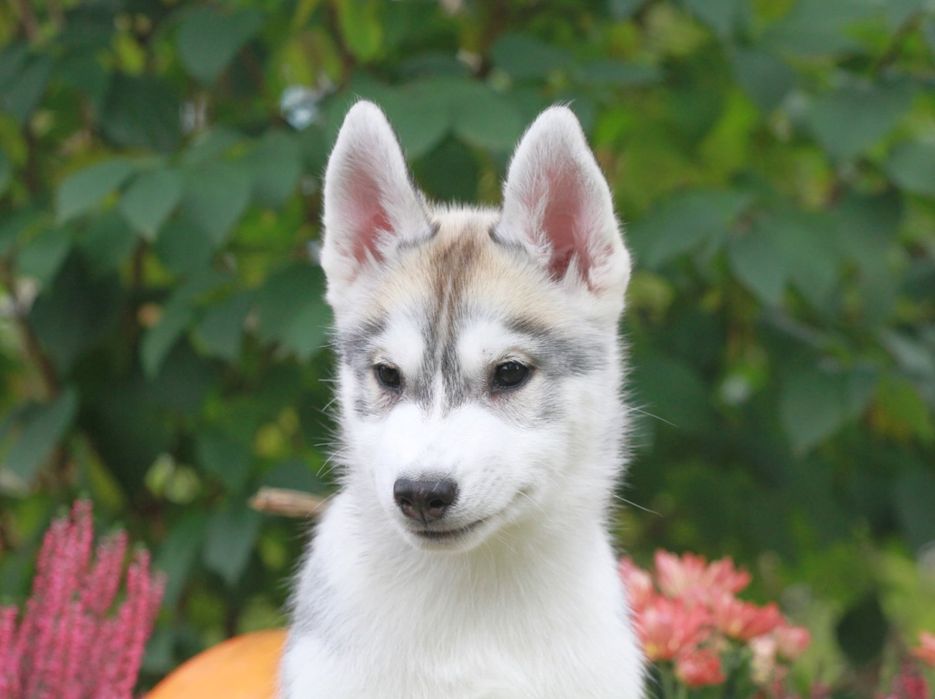 Siberian Husky ZKwP