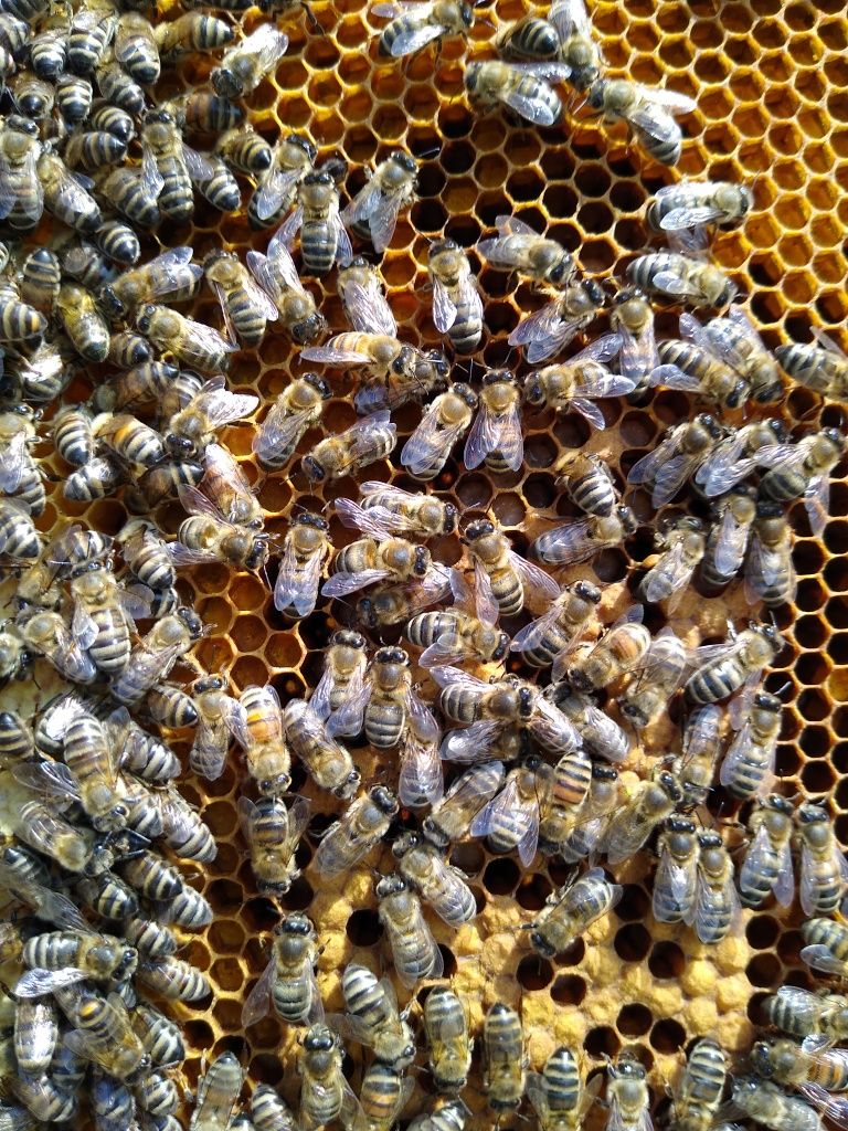 Rodziny pszczele na ramce dadanta