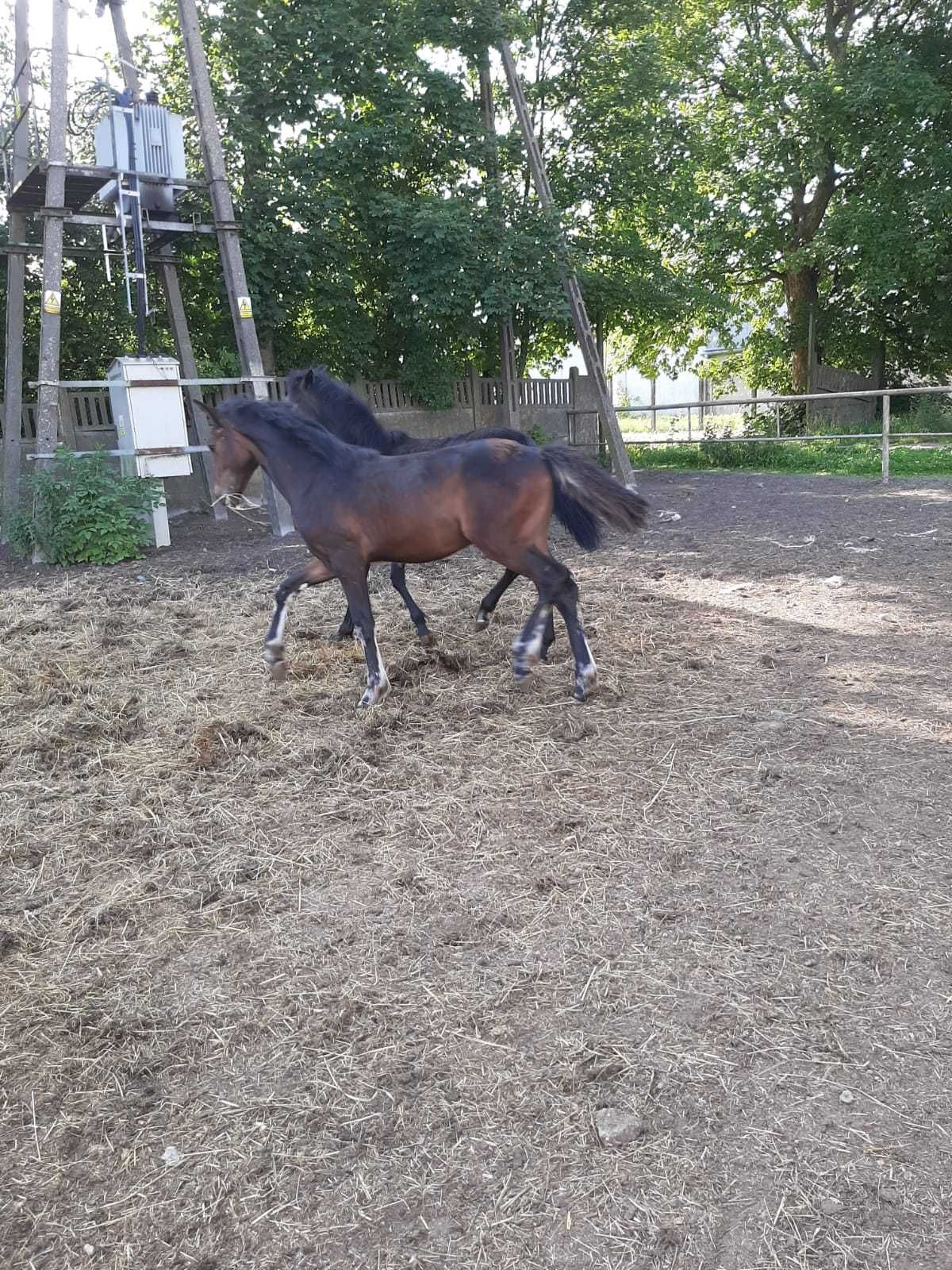 Sprzedam źrebaki (odsadki) po ogierze Corrado Boy