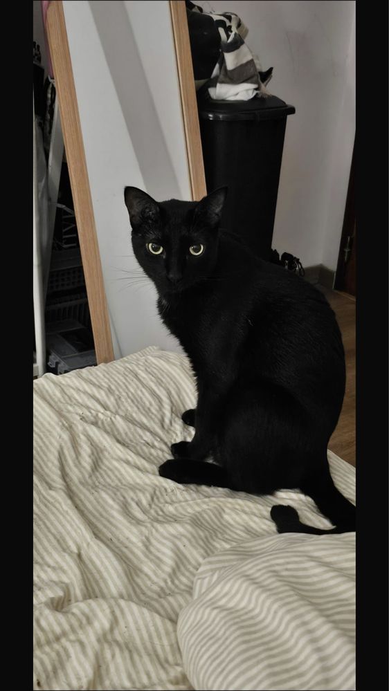 Gato para adoção responsável