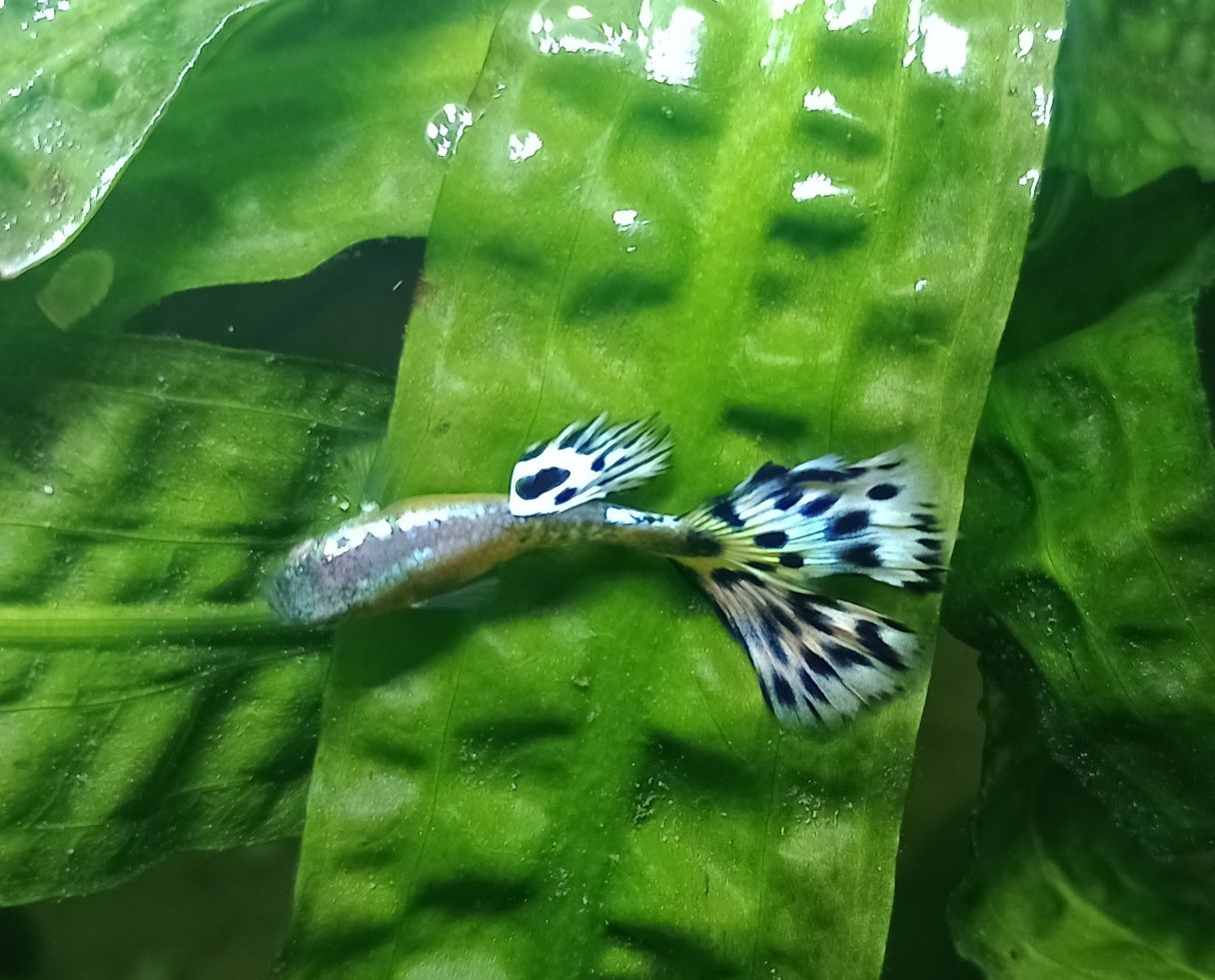 Sprzedam samca gupika pawie oczko ivory tail