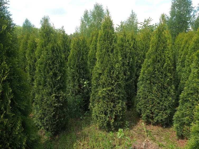 Tuje, tuja szmaragd, brabant 200cm, nawet 300cm, sadzimy, dowozimy