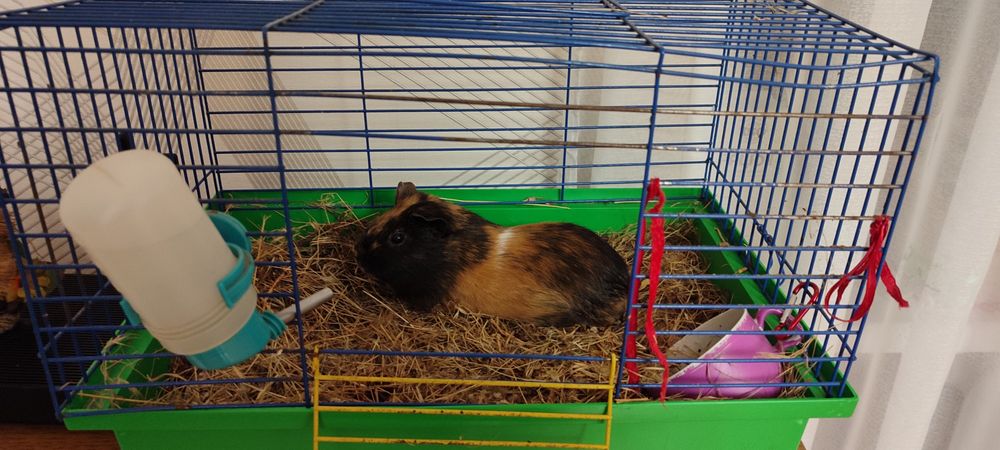 Віддам морську свинку з кліткою