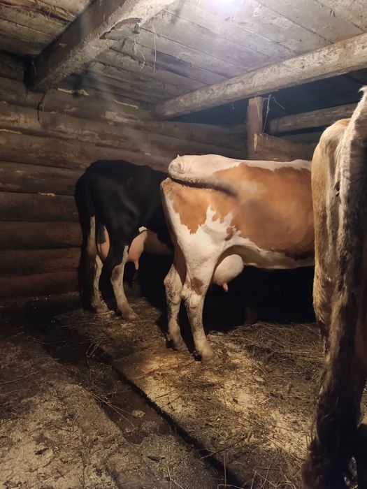 Продам добру корову ківна на 5 телятко