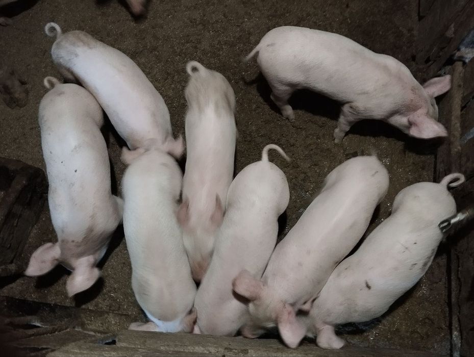 Продам поросят, 12 - 15 кг