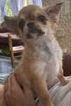 Pies rasowy chihuahua suczka