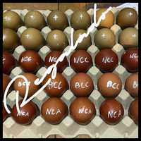 Olive Egger ovos férteis para incubação