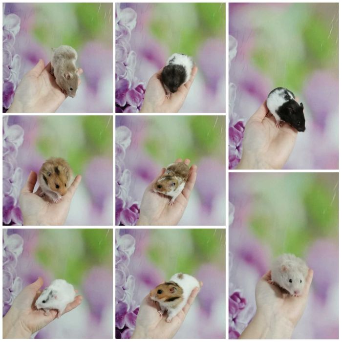 Chomiki syryjskie młode i oswojone