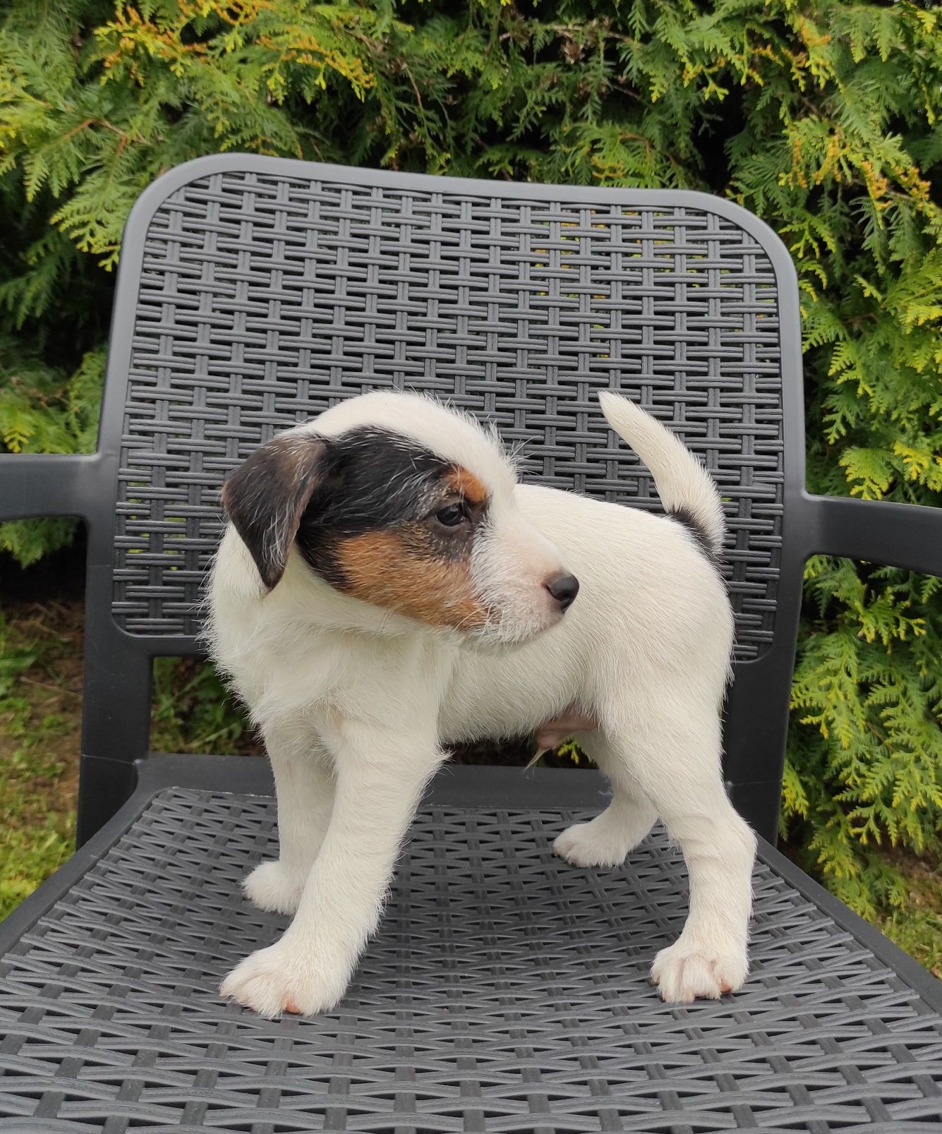 Parson russell terrier piesek