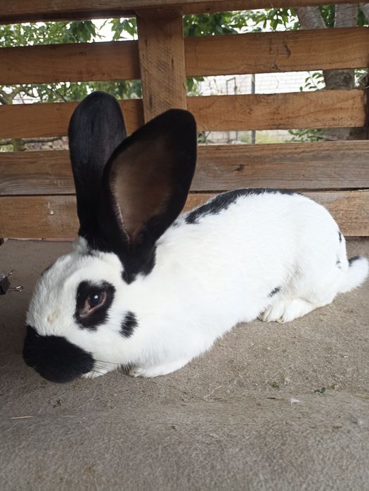 Німецький Строкатий Велетень