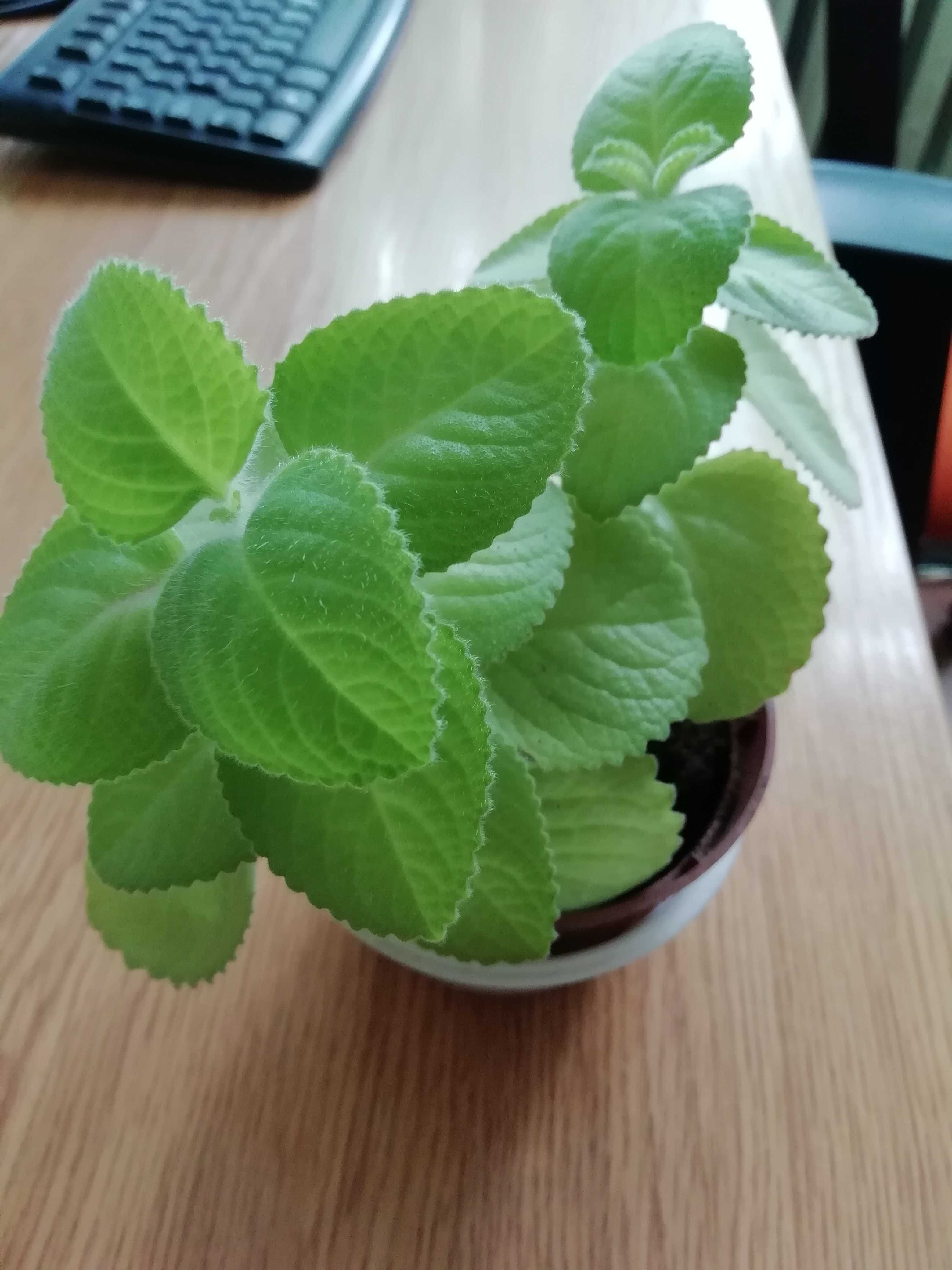 Oregano kubańskie