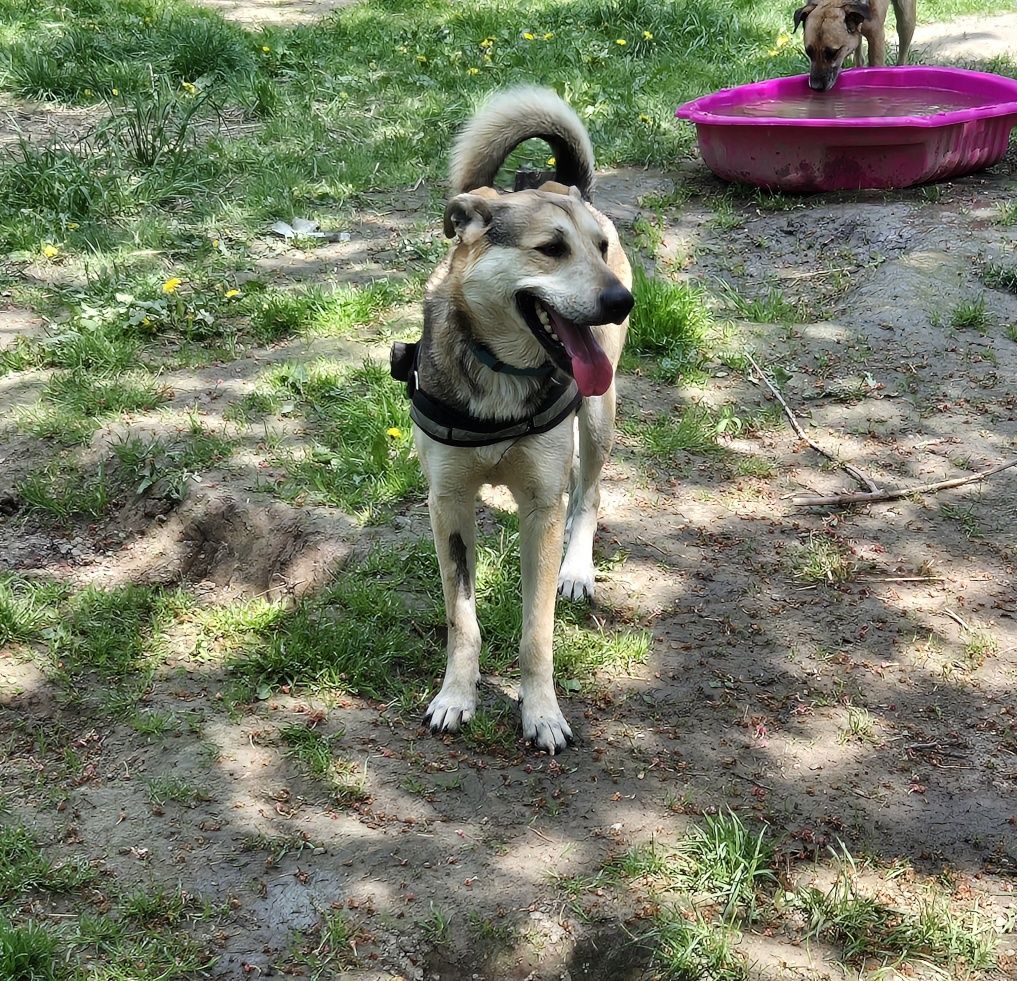 W typie husky/pies północy