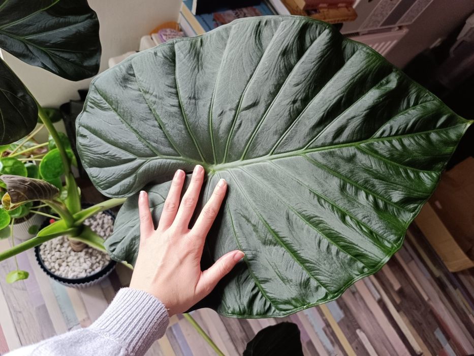 Alokazja Ragal Shields w hydroponice