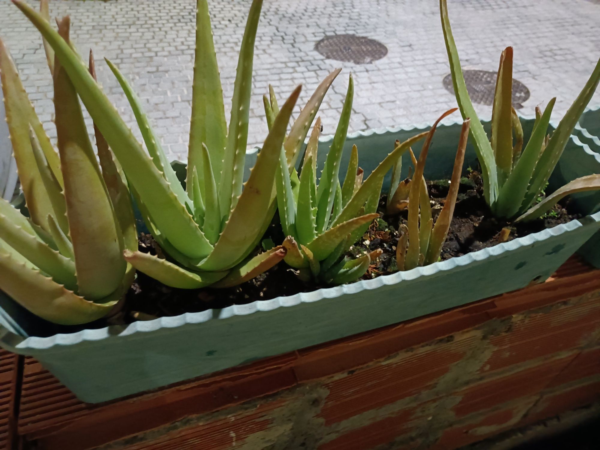 Vendo ou troco Aloe Vera biológicas