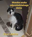 Muszka , z Żor szuka niewychodzącego domu