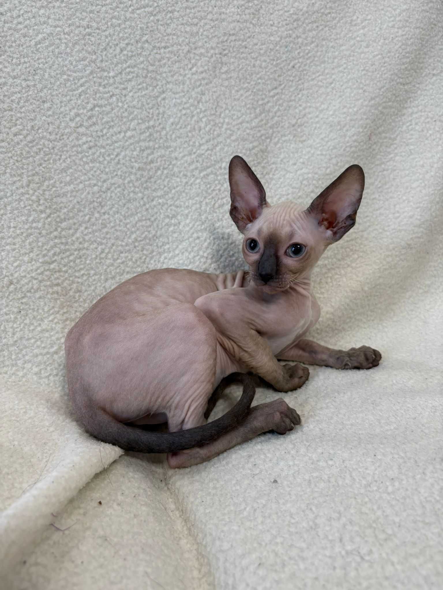 CORNISH REX - Dostępny kocurek o imieniu WOJTEK Hodowla: MatiMalwa*PL
