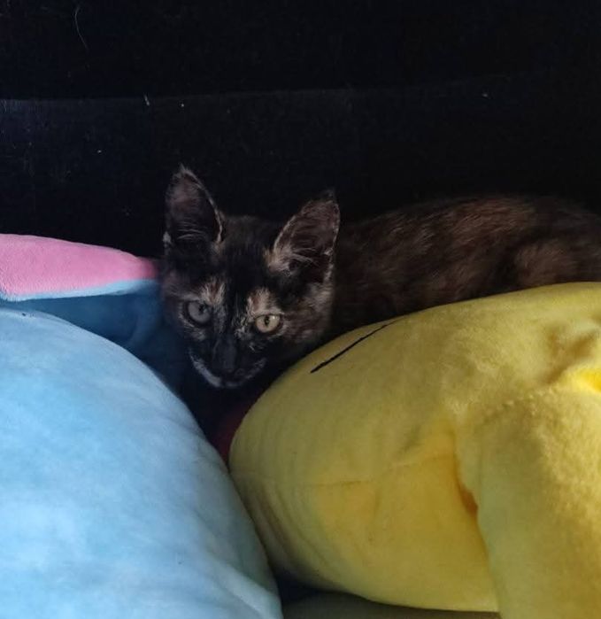 Gatinha tartaruga