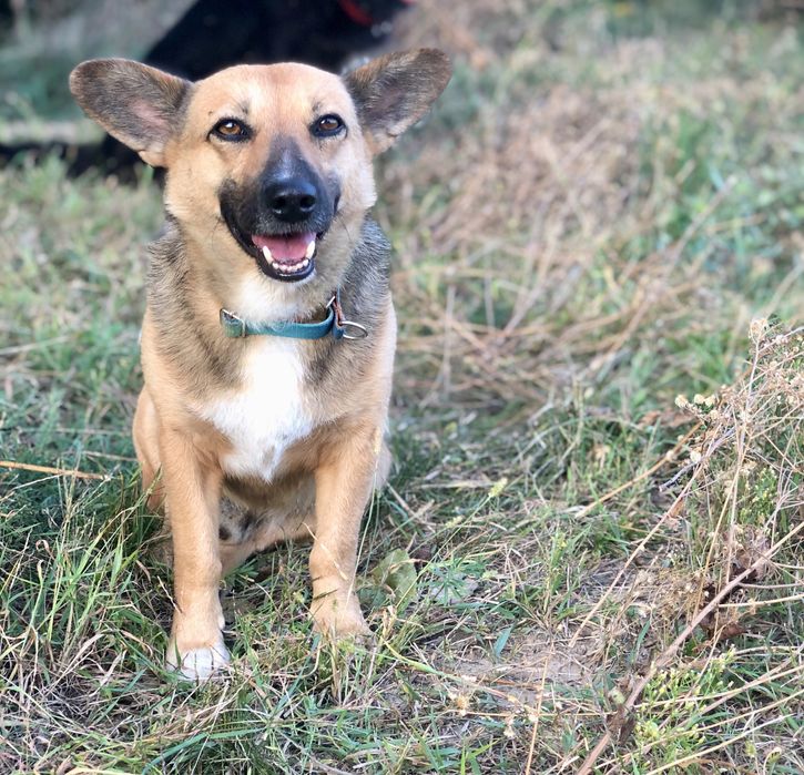 Edi czeka na odpowiedzialny dom