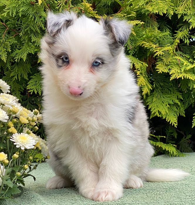 Border Collie chłopiec blue merle