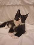 Kocur Maine Coon z rodowodem FPL