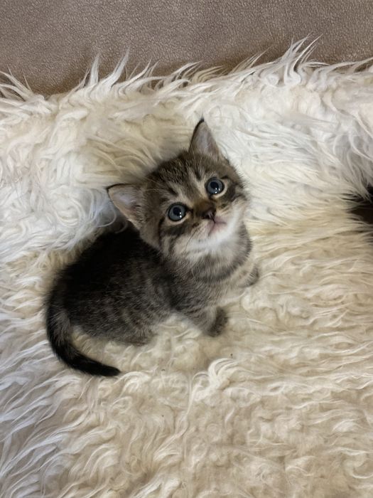 Котик скотіш страйт